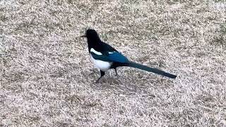 Black Billed Magpie [upl. by Akelahs]