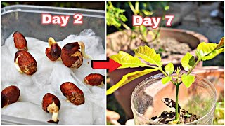 How To Make Seed Grow Sprout and Root Faster  100 Worked [upl. by Manbahs]