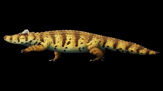 Voay robustus The Extinct Horned Crocodile of Madagascar [upl. by Bertilla]