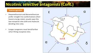 cholinergics E part9 [upl. by Lairea]