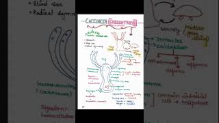 Part 1 CBSE Class 11 Biology Animal Kingdom Chapter 4 Notes 2024 neet cbse pw science tsg [upl. by Esnofla418]