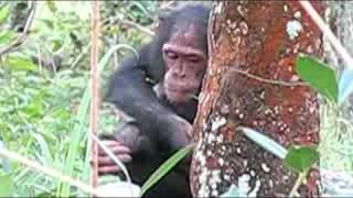 Chimpanzee Research in Tanzania [upl. by Brendin]