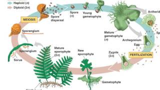 Fern Life Cycle [upl. by Ainotna347]