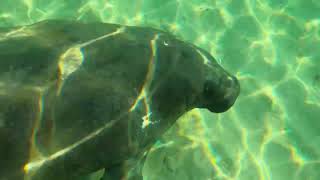 Manatee swimming under water Miami [upl. by Shepherd]