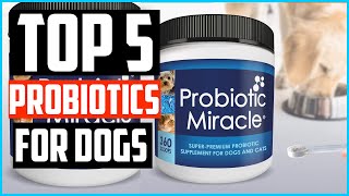 ✅Top 5 Best Probiotics for Dogs Review in 2024 [upl. by Eatnuahc]