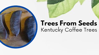 Trees From Seeds  Kentucky Coffee Tree [upl. by Liddy734]