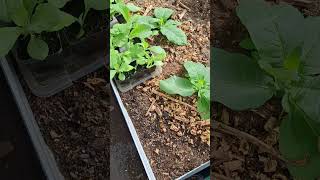 Tobacco Plants doing Great tobacco gardening tobaccoproducts tobaccotalk [upl. by Aniar]