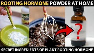 How to make ROOTING POWDER at HOME  Plant Rooting Hormone Secret Ingredients [upl. by Meelas772]