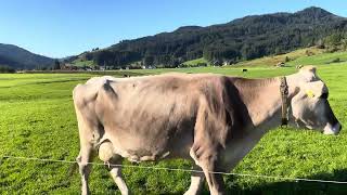 Braunvieh “brown cattle” The original Swiss dualpurpose cow breed [upl. by Orit]