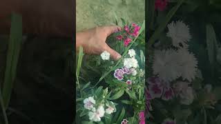 नर्सरी मे dianthus ही dianthus आ गए  youtubeshorts gardening plant [upl. by Snehpets]