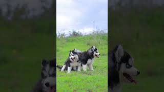 Husky puppies for sale in 📍Kerala 📞9846628517 shorts trending dogs shortsviral [upl. by Bosch]