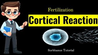 Cortical Reaction Fertilization humanbody femaleovum ovum fertilization reproduction [upl. by Piefer746]