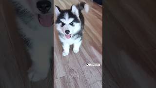 Ultimate Quality Husky puppy available shorts ytshorts huskies huskylove [upl. by Naman]