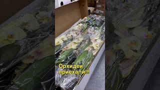 данапротасова orchideenpflege orchid orchideen зебо распаковка обзорорхидей [upl. by Yttap555]