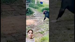 Dog vs snake dog canecorso pitbull animals rottweiler sanjuanlaunionvlog san funny shorts [upl. by Annid]