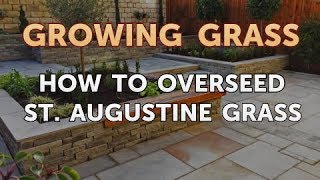 How to Overseed St Augustine Grass [upl. by Arocet]