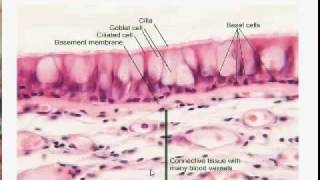 Oral Biology Practical Oral Biology II Data show slides part 2 of 4 ankilym4v [upl. by Rudolf]