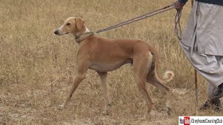 Sloughi dog  Saluki cross dog  Greyhound hunting dogs in Pakistan [upl. by Aitercal204]