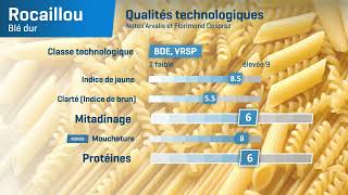 🍃 𝗥𝗢𝗖𝗔𝗜𝗟𝗟𝗢𝗨 un blé dur Élite BDEVRSP recommandé par les semouliers et pastiers [upl. by Yendic]