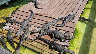 gatorland Orlando fl [upl. by Ahseneuq]