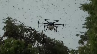 Drones vs Locusts [upl. by Haff229]