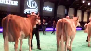 Swiss Expo 2013  Misswahl Simmental [upl. by Llednohs]