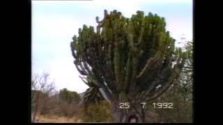 Euphorbia abyssinica Vidéo 33  1995 [upl. by Eannaj53]