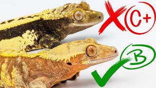 Judging Our Crested Geckos from 0100 [upl. by Emmanuel282]