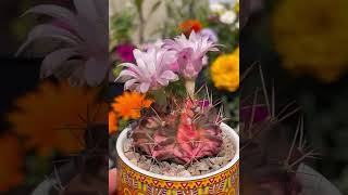 Variegated Gymnocalycium mihanovichii April to August growth and color changes  buds to blooms 2023 [upl. by Leirum]