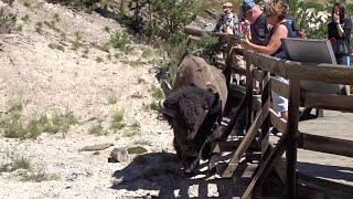 Tourists Dangerously Close To Yellowstone Bison [upl. by Eizdnil]