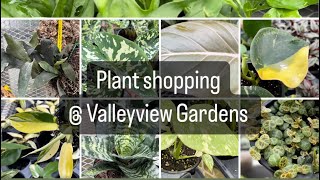 Plant SHOPPING  Valleyview  Plumeria Philodendron succulents and more [upl. by Marijane]