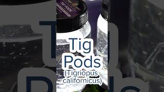 Tig Pods Tigriopus Californicus [upl. by Atinnor]