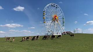 Sonnenlandpark Lichtenau  Spaziergang durch unser Wildgehege [upl. by Sorci785]