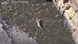 Snow Leopard Mum Hunts Ibex on Precarious Cliff [upl. by Nevak]