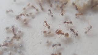 pheidole megacephala colony has been growing lots [upl. by Atirys]