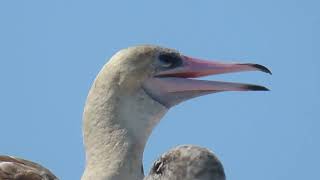 8102024Red Footed BoobyMarine CenterPort Townsend [upl. by Mozart]