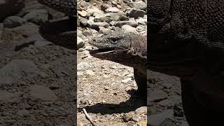 Wow Komodo dragons eat goats [upl. by Ataynik]