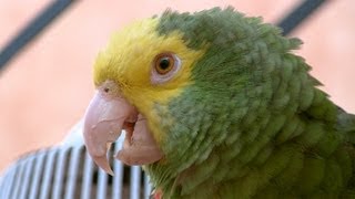 Cotorro Hablador Loro Cabeza Amarilla Talking Mexican Parrot [upl. by Darnell195]