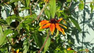 Rudbeckia Prairie glow [upl. by Eatnoid]