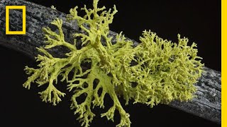 Whats in a Lichen How Scientists Got It Wrong for 150 Years  Short Film Showcase [upl. by Ymereg]