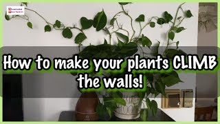 How To Get Your Plants To Climb The Walls Indoors  Philodendron Brasil  Other Trailing Plants [upl. by Briney]