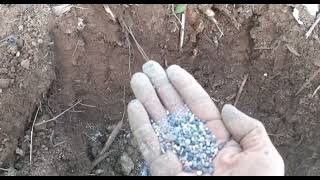 Como Plantar melancia agricultura melancia agro [upl. by Tolley758]