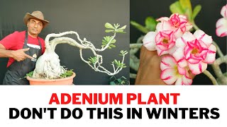 Save Your Adeniums Winter Care [upl. by Eninnaj]