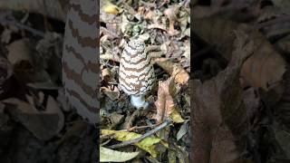 Coprinopsis picacea  Гнойовик сорочий mushroom nature природа ліс wildlife [upl. by Sill986]