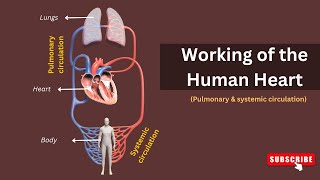 How Your Heart Works Exploring The Double Circulation Of Pulmonary And Systemic Circulation [upl. by Idoux]