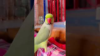 ytshorts parrot parroting dance talkingparot musicgenre parrottalking funny talkingparrot [upl. by Jordans629]