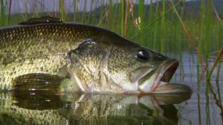 Fly Fishing with Top Water Frog Poppers  Legendary Alpine Bass By Todd Moen [upl. by Vey]