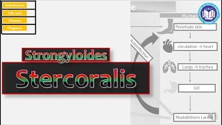 Strongyloides stercoralis a parasite having diversity in life cycle  Parasitology by Imran Yaseen [upl. by Yrneh]