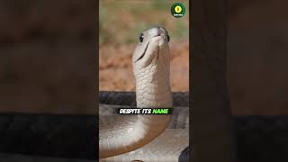 What’s the most feared snake in Africa mamba reptiles snake shorts [upl. by Ginsburg953]