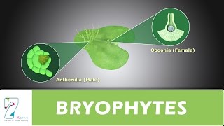 BRYOPHYTES [upl. by Nhguavad]